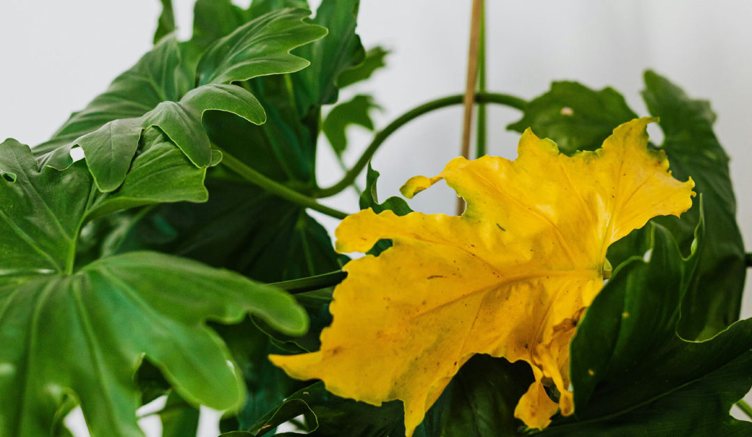 Yellowing Leaves: A Diagnostic Guide