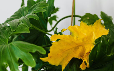 Yellowing Leaves: A Diagnostic Guide