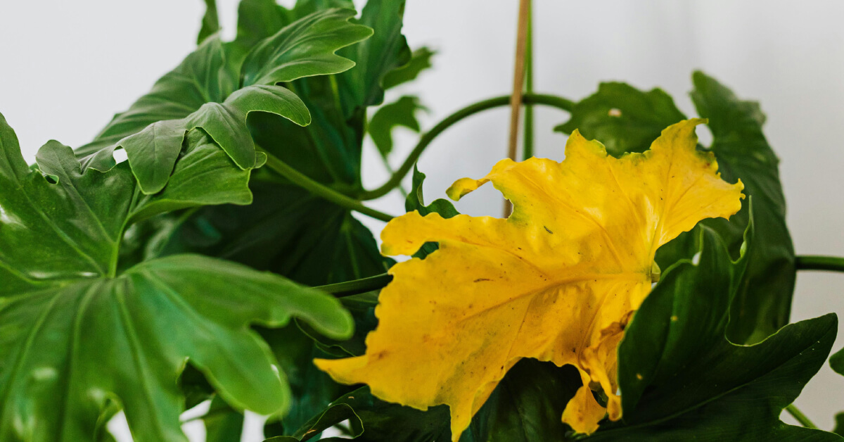 Yellowing Leaves: Complete Guide for Houseplant Problems
