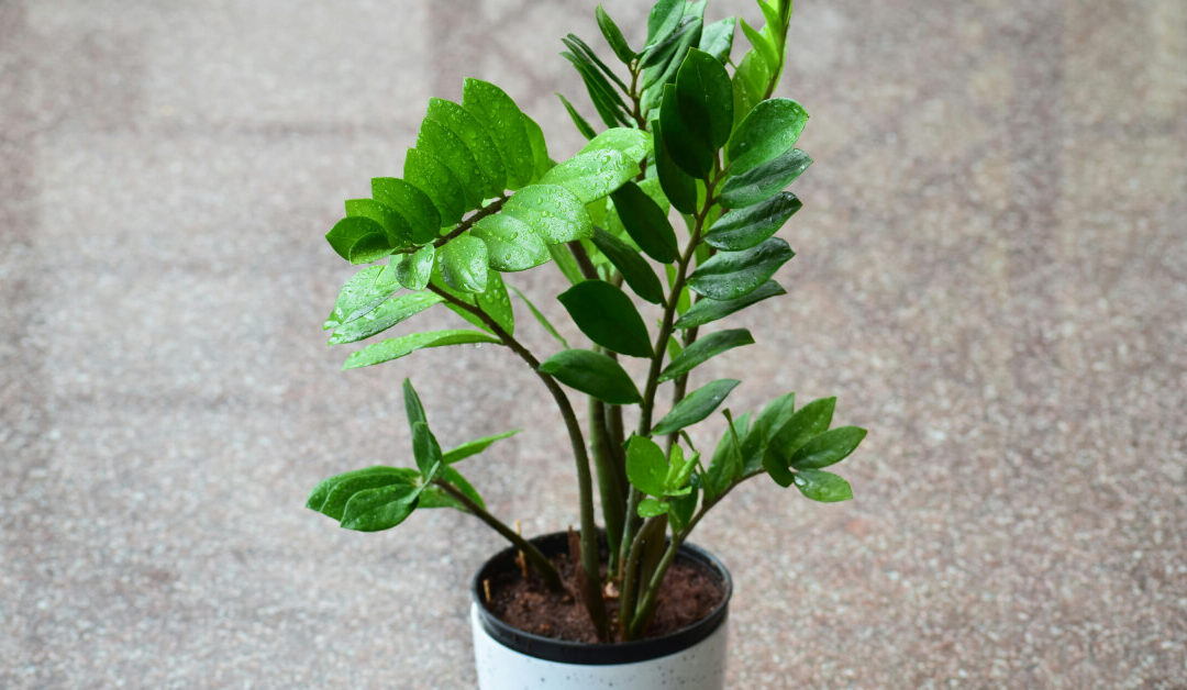 ZZ Plant