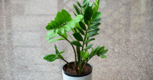 ZZ Plant: The Virtually Indestructible Houseplant
