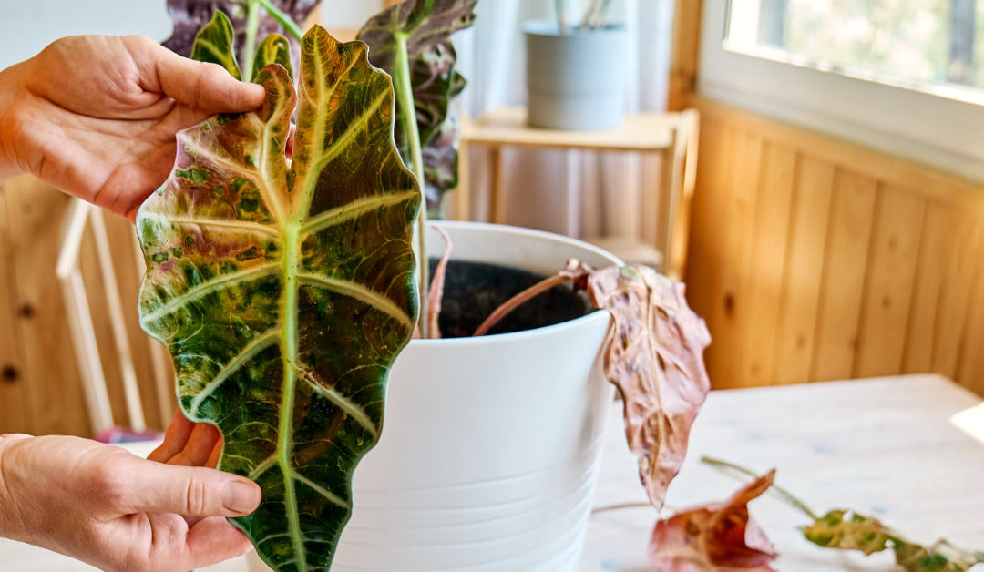 Decoding Houseplant Symptoms: Your Complete Diagnostic Guide