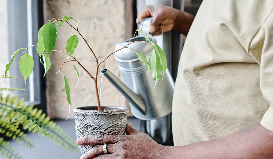 The Essential Guide to Watering: Decoding Your Houseplants’ Signals for Perfect Hydration
