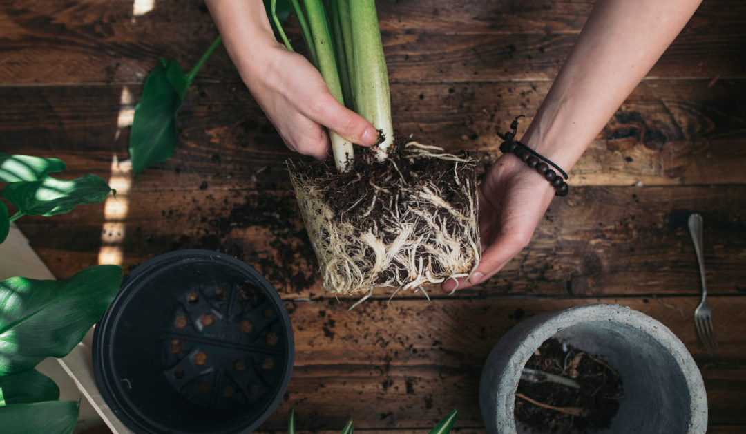 A Stress-Free Guide to Sizing Up Root-Bound Plants