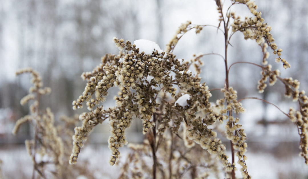 How to Care for Your Houseplants When They Go to “Sleep” in Winter