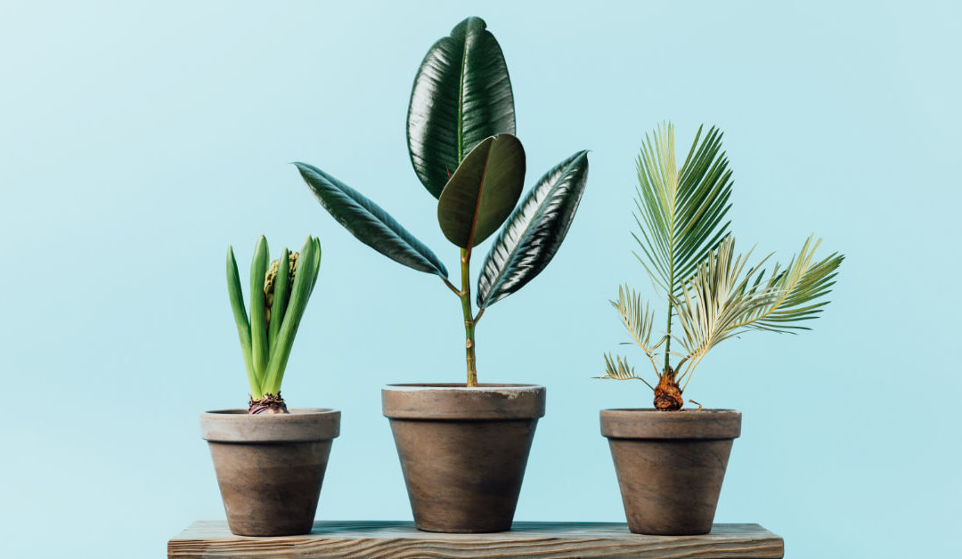 The Rule of Three: Creating Stunning Plant Vignettes