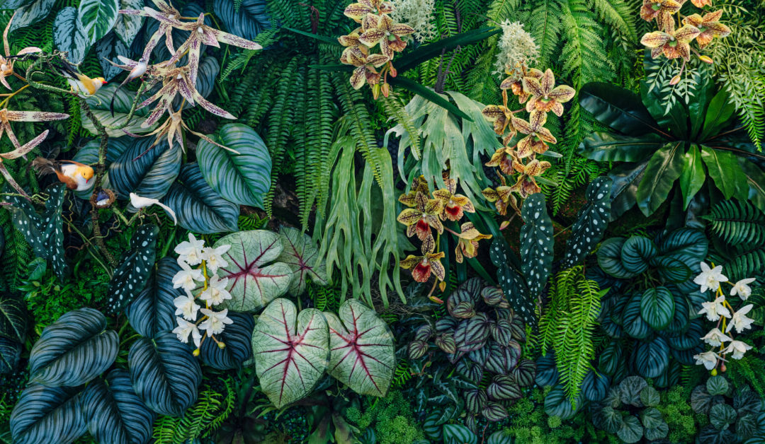 Hacks to Keep Tropical Plants Thriving in Dry Climates