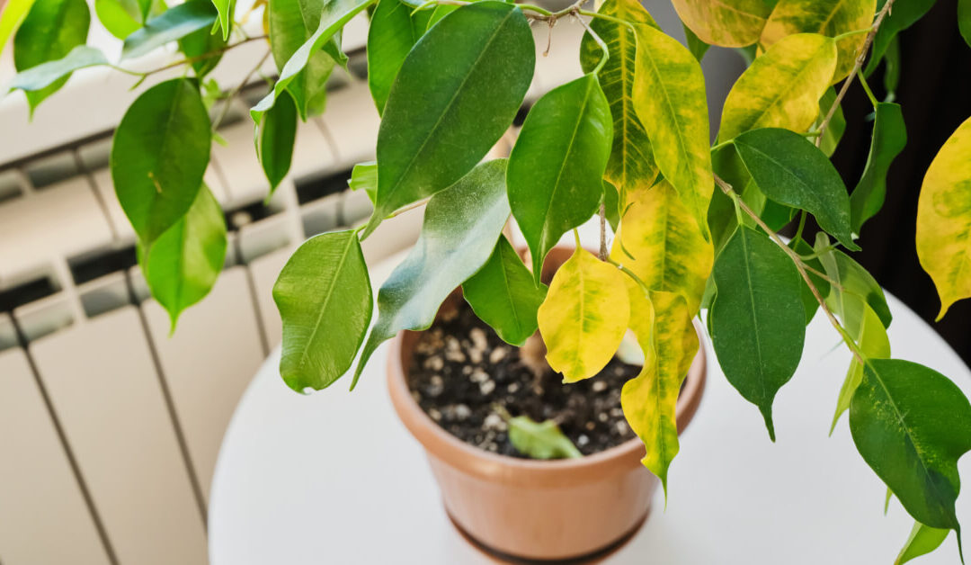 Why Your Houseplant Leaves Turn Yellow